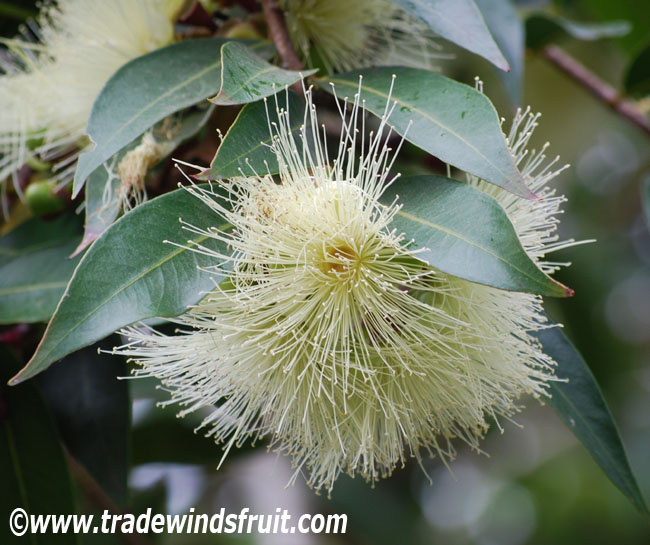 Calyptropsidium sartorianum